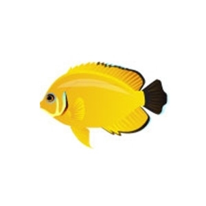 Lemonpeel Angelfish